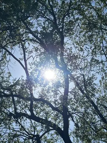Pure sunshine filtering through the treetops.